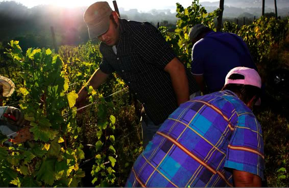 Vendemmia-Suoni-Vintage